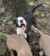 adoptable Dog in  named Tucker