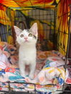 adoptable Cat in Claremore, OK named Blanche