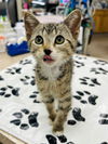adoptable Cat in Claremore, OK named Juni