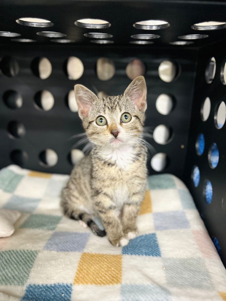 adoptable Cat in Claremore, OK named Juni