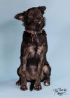 adoptable Dog in  named Trinity