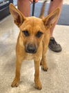 adoptable Dog in Claremore, OK named Honey Bee