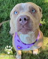 adoptable Dog in Claremore, OK named Lilly