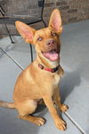 adoptable Dog in Claremore, OK named Red