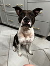 adoptable Dog in  named Abbie