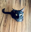 adoptable Cat in Claremore, OK named Lucky