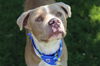 adoptable Dog in Claremore, OK named Michael