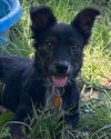 adoptable Dog in  named Neo
