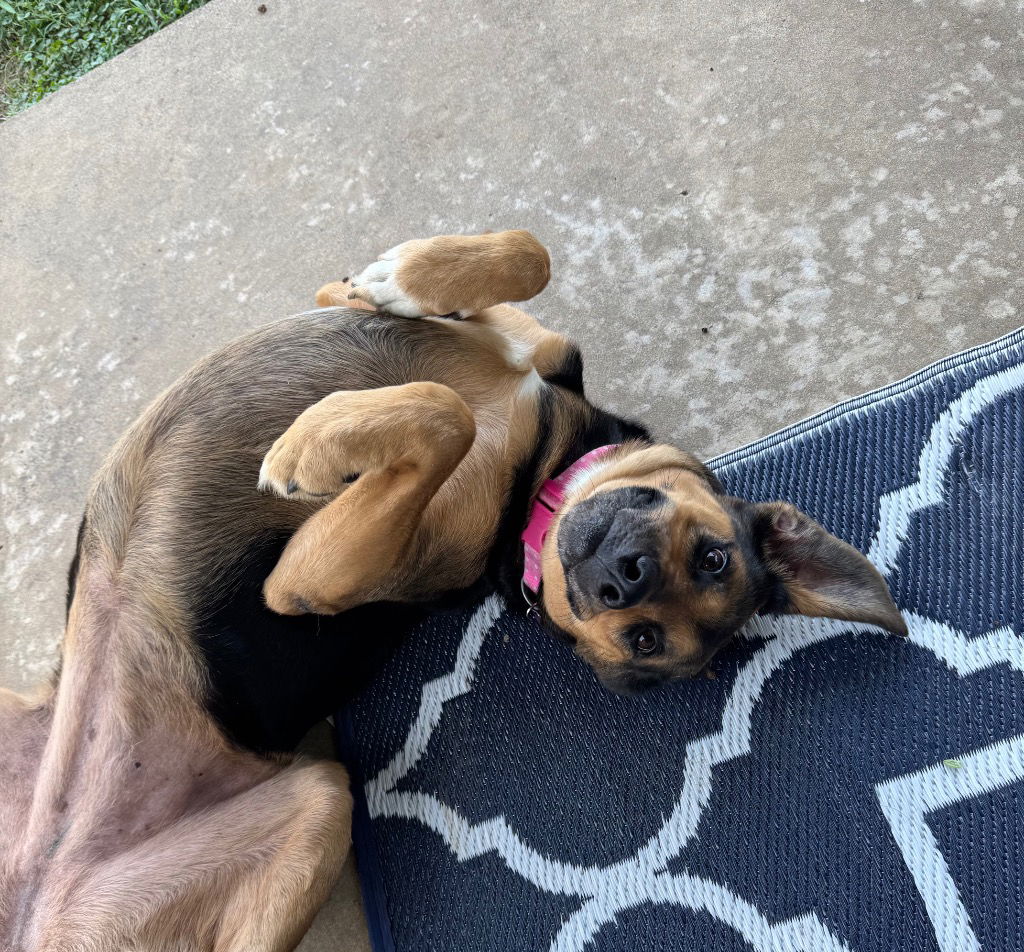 adoptable Dog in Claremore, OK named Becky