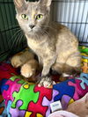 adoptable Cat in  named Emerald