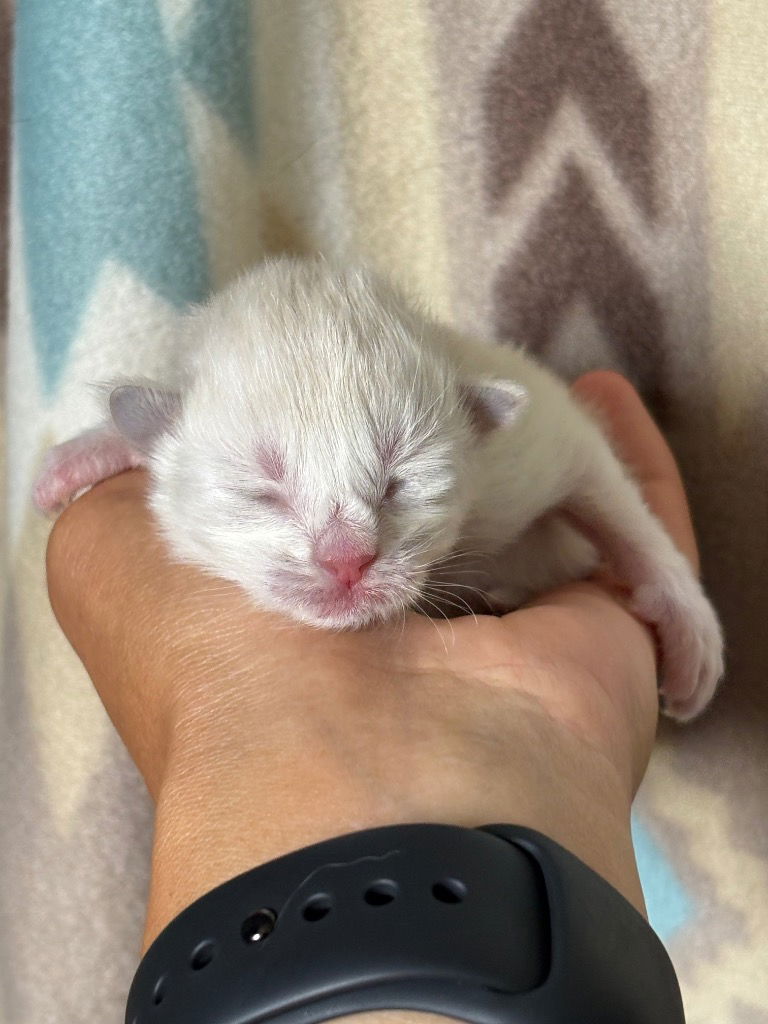 adoptable Cat in Claremore, OK named Ivory