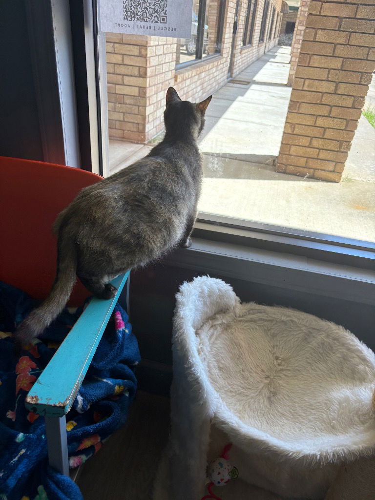 adoptable Cat in Claremore, OK named Jaycee