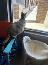 adoptable Cat in  named Jaycee