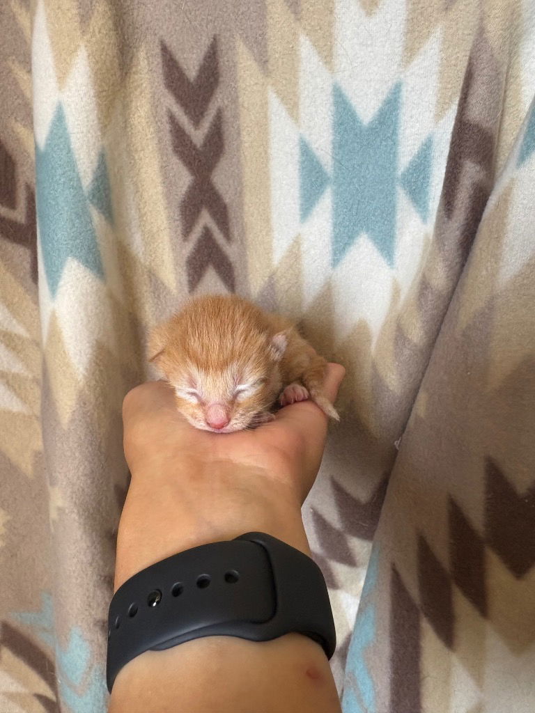 adoptable Cat in Claremore, OK named Pumpkin