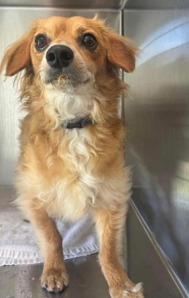 adoptable Dog in Claremore, OK named Toby
