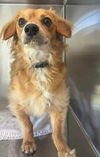 adoptable Dog in  named Toby