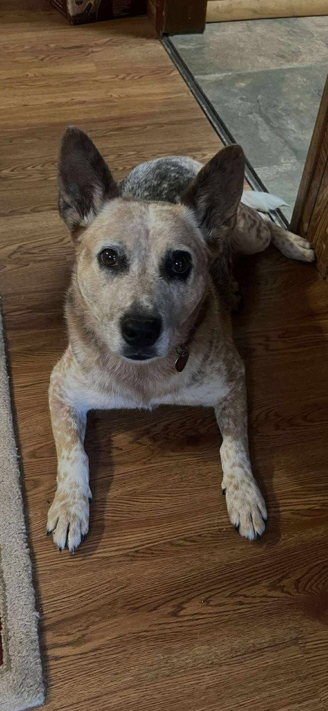 picture of the dog needing adoption