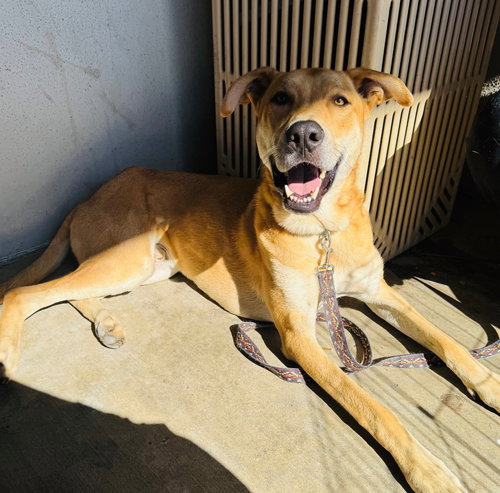 picture of the dog needing adoption