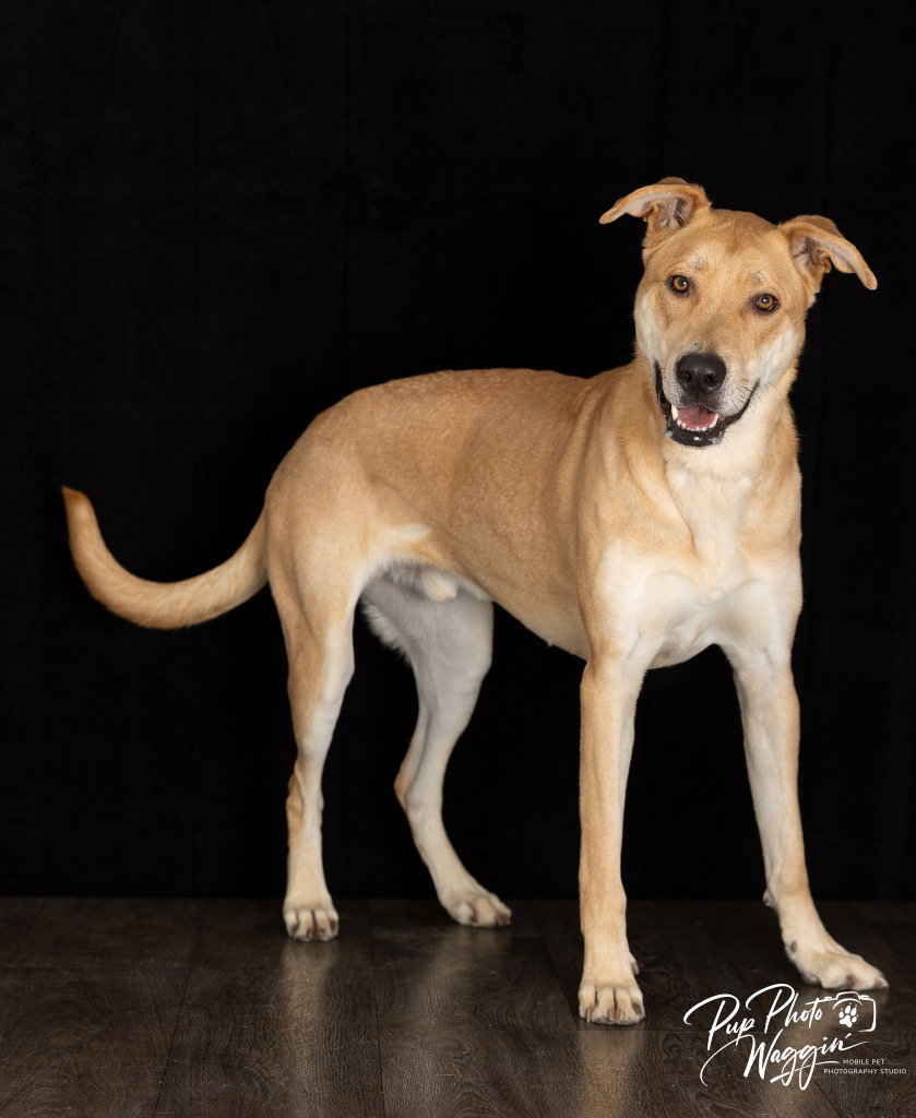 Hank (FNA Toby) Image