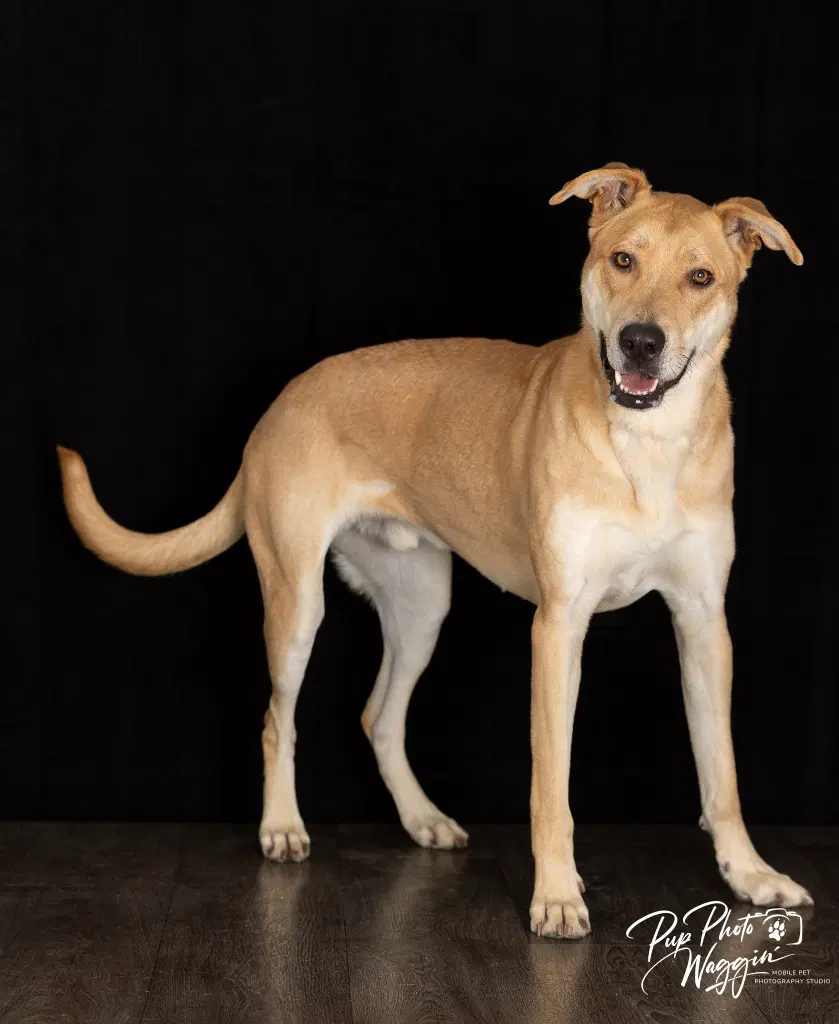 Hank Fna Toby - Anatolian Shepherd