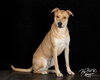Hank (FNA Toby) - Photo 2