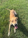 Hank (FNA Toby) - Photo 4