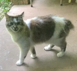 Neon - Domestic Long Hair