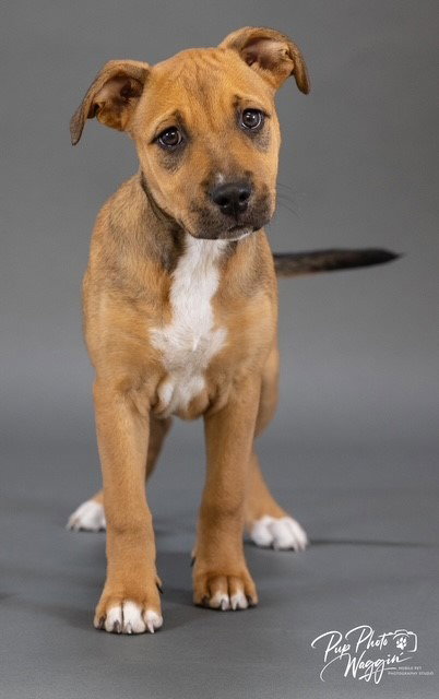 picture of the dog needing adoption