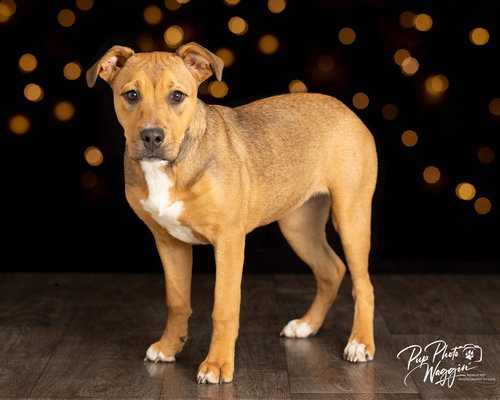 QUINCY - Terrier / Black Mouth Cur available for adoption