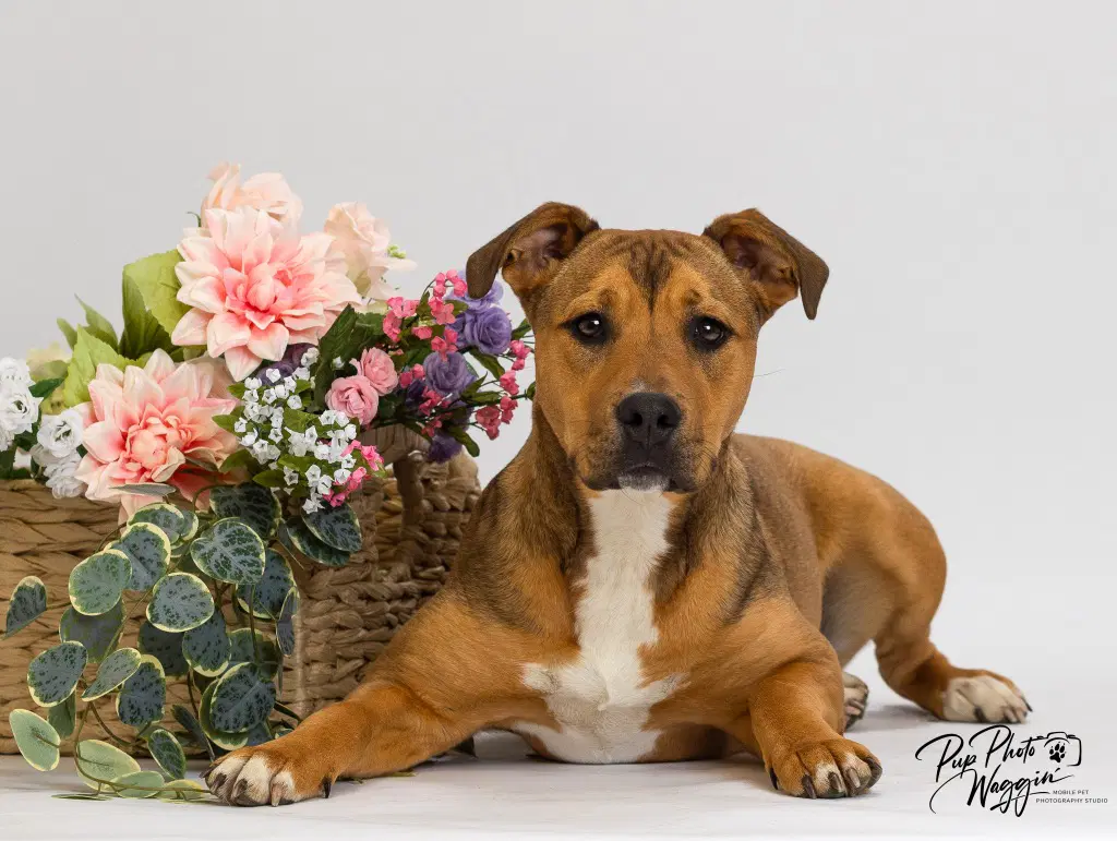 Quincy - Terrier