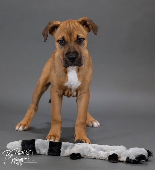 ROBERT - Terrier / Black Mouth Cur available for adoption