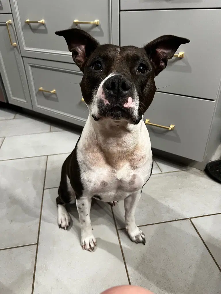 Abbie - Pit Bull Terrier