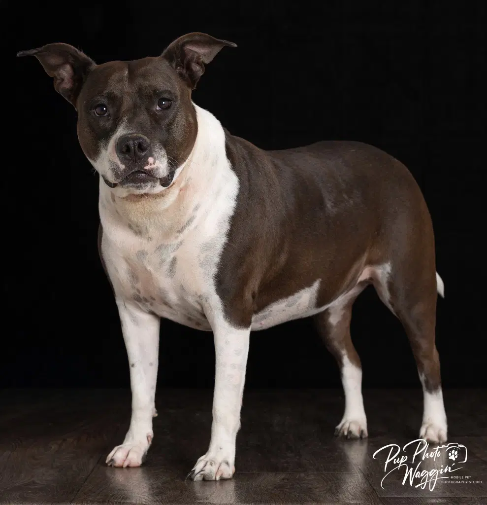 Abbie - Pit Bull Terrier