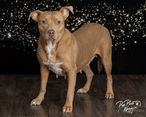 picture of the dog needing adoption