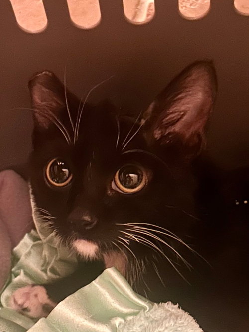 picture of the cat needing adoption