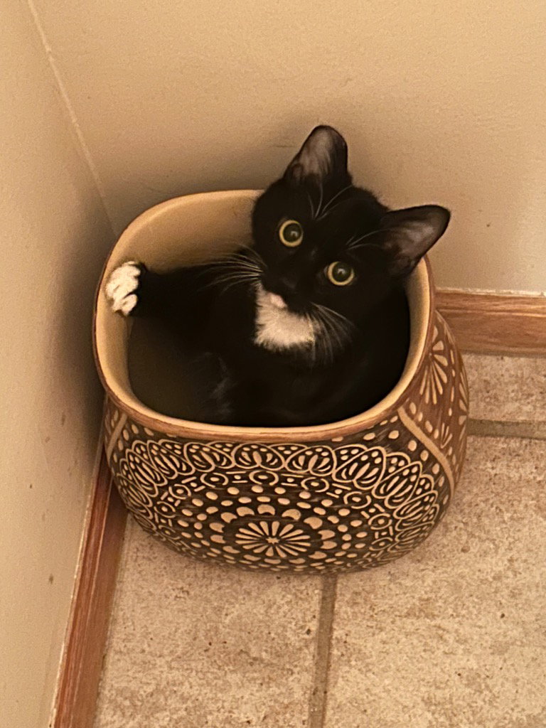 Stella Image