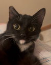 Stella - Photo 2