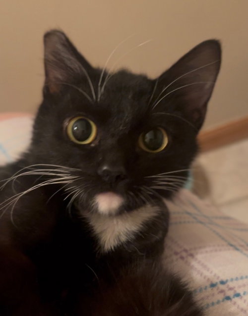 STELLA - Domestic Medium Hair available for adoption