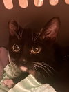Stella - Photo 3