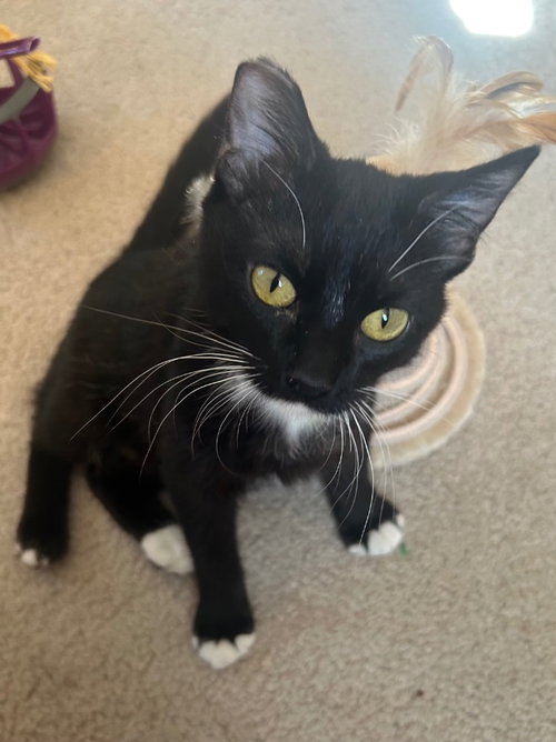 STELLA - Domestic Medium Hair available for adoption