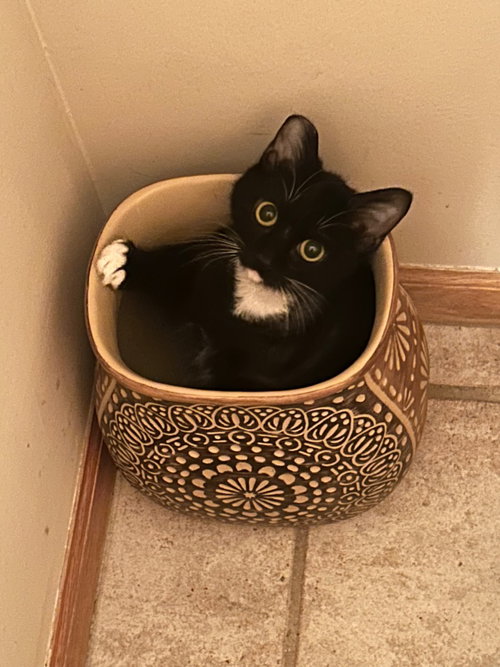 Stella, Young Domestic Short Hair / Mixed, cat for adoption in Muskogee, Oklahoma