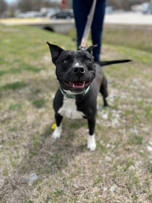 MARCY - Labrador Retriever / Pit Bull Terrier available for adoption