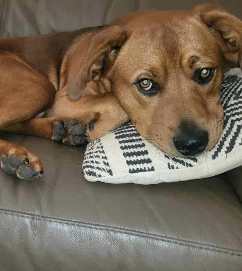 Charlie Cl - Hound