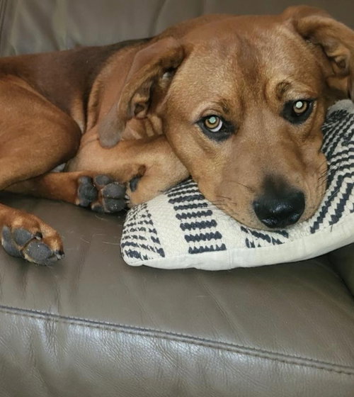 picture of the dog needing adoption
