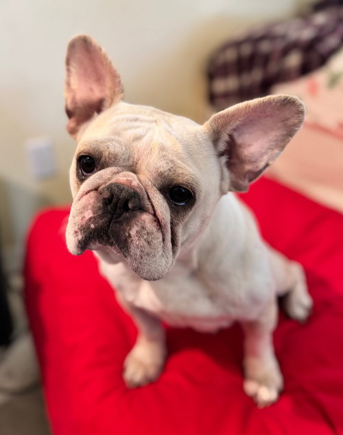 picture of the dog needing adoption
