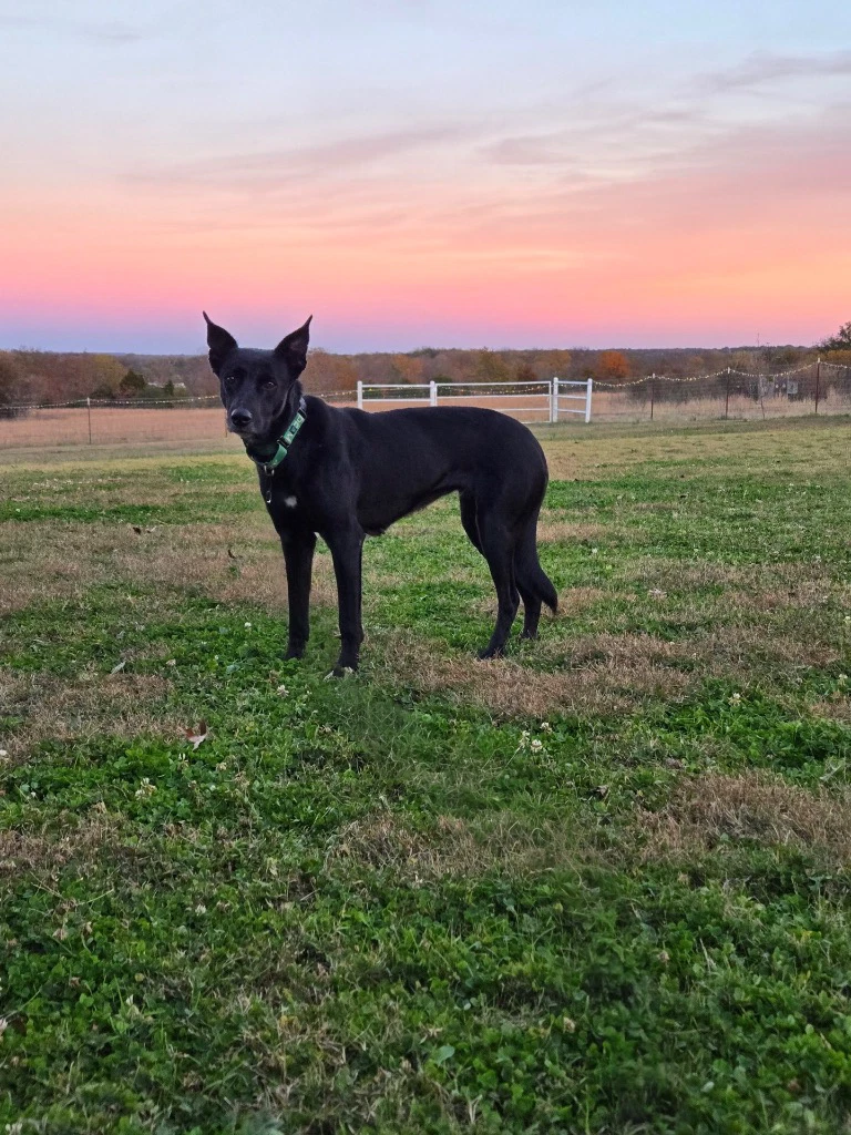 Evie