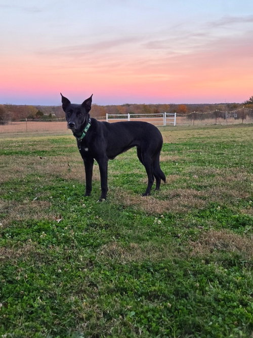 Evie, an adoptable Labrador Retriever in Claremore, OK
