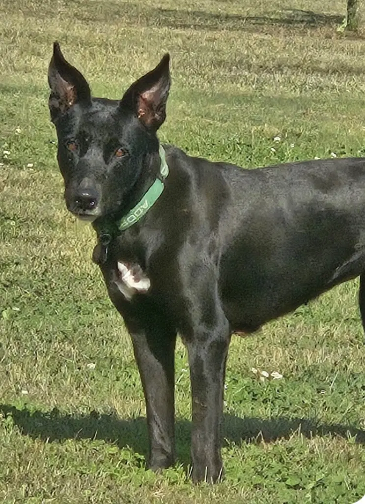 Evie image 3