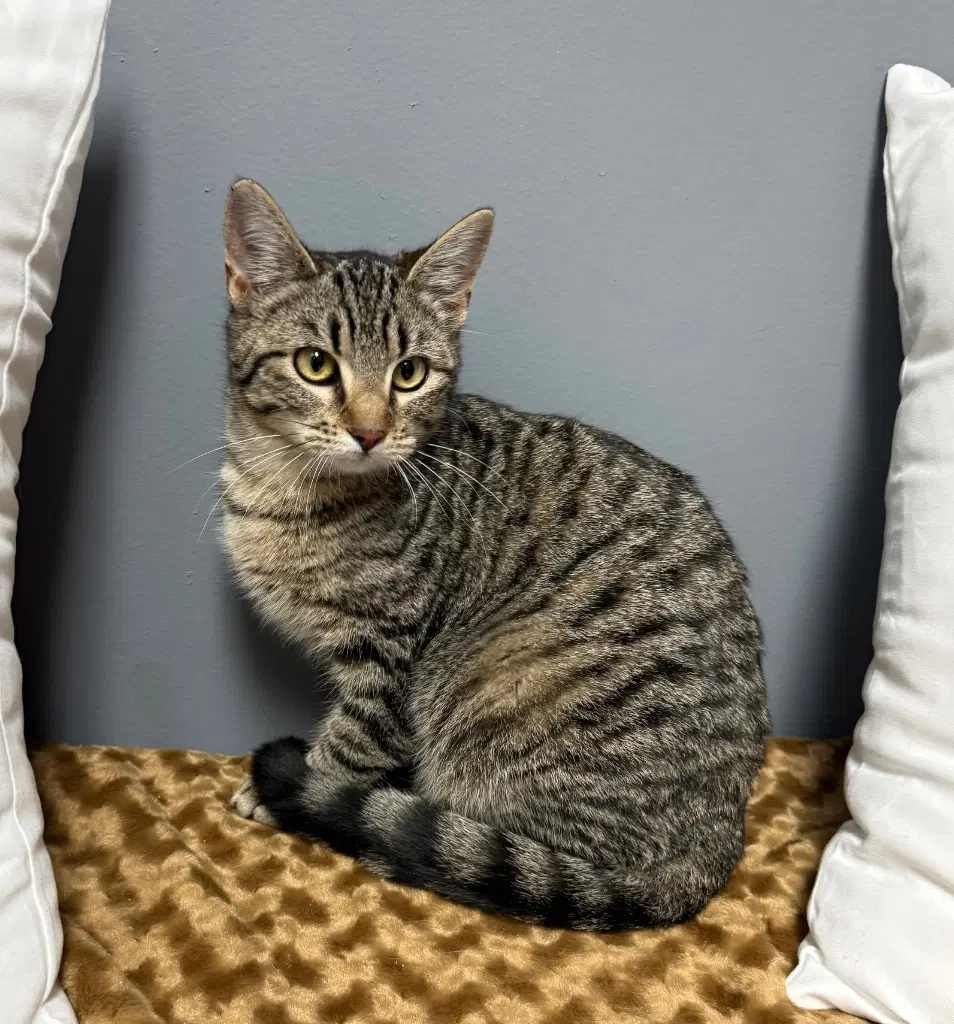 Hyacinth - Domestic Short Hair