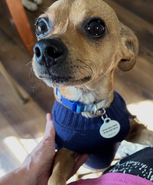picture of the dog needing adoption